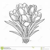 Crocus Outline Coloring Bouquet Flowers Saffron Drawing Spring Flower Vector Isolated Card Greeting Ornate Elements Floral Getdrawings Getcolorings Illustration Crocuses sketch template