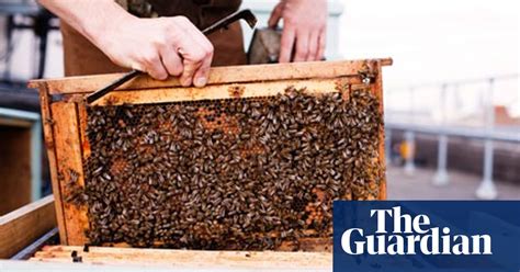 Honeybee Problem Nearing A Critical Point Environment The Guardian