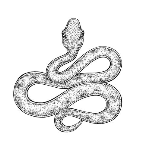 mysterious snake coloring picture snake coloring pages snake drawing