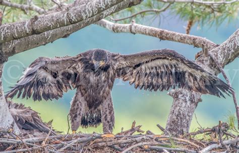 Bald Eagle Chick Spreading Wings Tom Murphy Photography