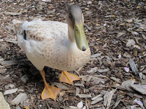this ugly duckling blossomed into a beaut thanks to stranger who wouldn t give up on him huffpost