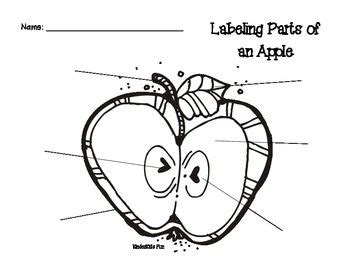 labeling parts   apple common core activities graphic organizers