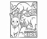 Kangaroo Wallaby sketch template