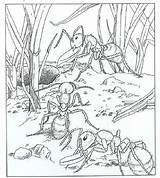 Kleurplaat Mieren Fourmi Kleurplaten Cigale Mier Volwassenen Ant Ants Ums Kleuterdigitaal Colony Grond Insecten Tekening Buzz2000 Huis Rondom Insect Dessiner sketch template