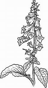 Foxglove Openclipart Flowers Onlinelabels sketch template