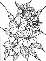 Hibiscus Coloring Flower Pages Getcolorings Printable Print Color sketch template