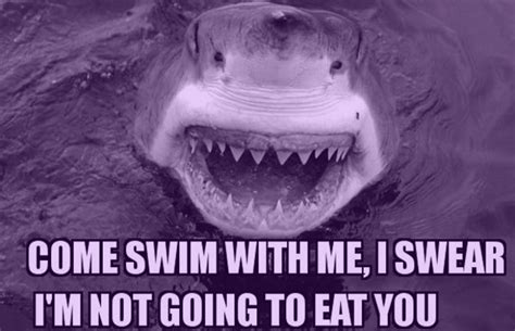 the 25 funniest shark memes complex