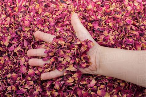 background  dried rose petals stock photo dissolve