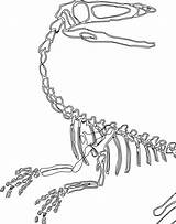 Dinosaur Skeleton Drawing Wip Tuesday Coloring Pages Yeller Old Pattern Outline Template Getdrawings Sketch sketch template