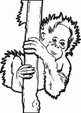 Orangutan Coloring Baby sketch template