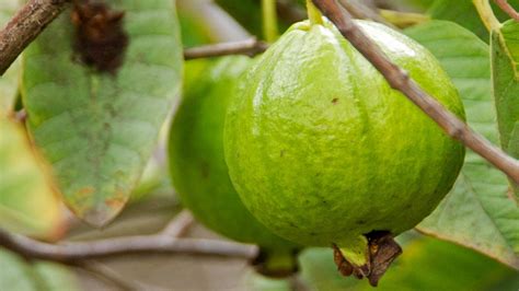 delicious guava review  tips   grow