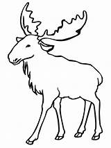 Moose Coloring Pages Elk Clipart Printable Drawing Line Kids Animal Outlines Color Eurasian Animals Bull Super Drawings sketch template