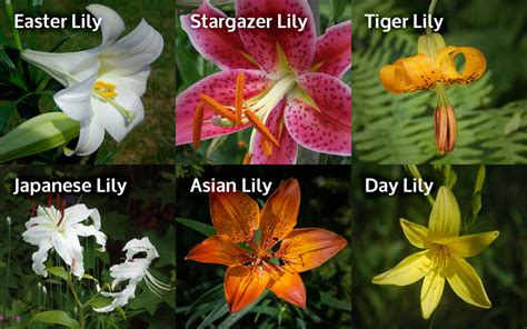lily toxicity  cats canada west veterinary specialists