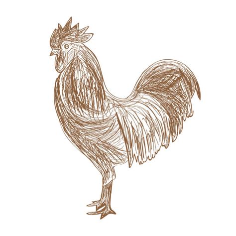 bantam rooster silhouettes illustrations royalty free vector graphics