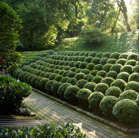 Pin By Anne James On Garden Garden Landscape Design Boxwood Garden