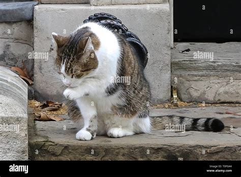 larry   downing street cat  chief mouser   cabinet office    downing