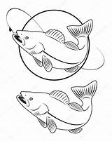 Walleye Fish Drawing Coloring Stock Depositphotos Illustration Royalty Vector Getdrawings Template Silhouette Vectors Preview sketch template