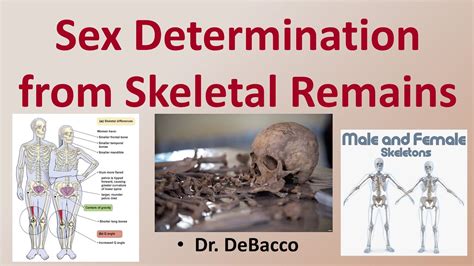 sex determination from skeletal remains youtube