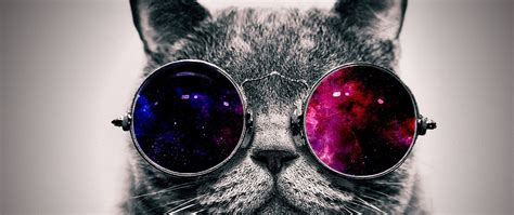 download cat with glasses wallpapers gallery