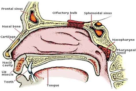 human anatomy nose diagram coordstudenti