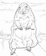 Marmotta sketch template