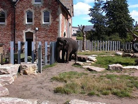 photo  elephant exhibit copyright    alan