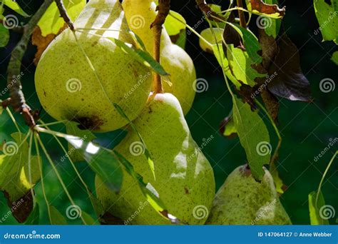 Pears Growing In A Home Garden Nothing Beats Tree Ripened Fruit Stock