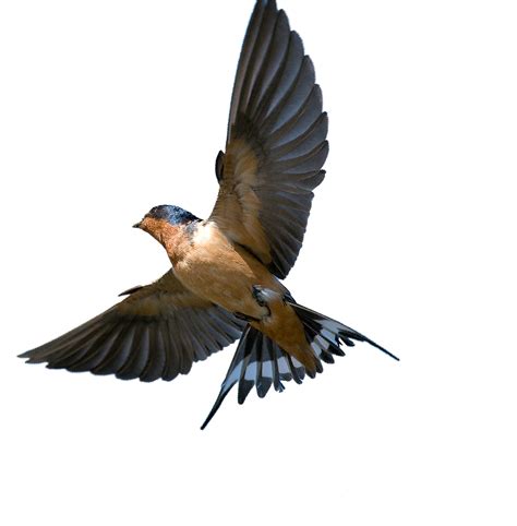 Southern Flying Tree Rough Winged Swallow Bird Barn In 2021 Swallow