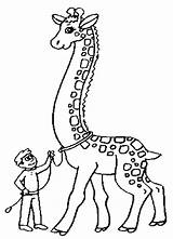 Giraffe Girafa Jirafa Mewarnai Colorat Jerapah Jirafas Planse Niños Coloringhome Desene sketch template