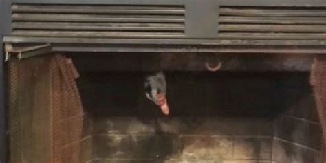 firefighters rescue duck stuck in fireplace huffington post