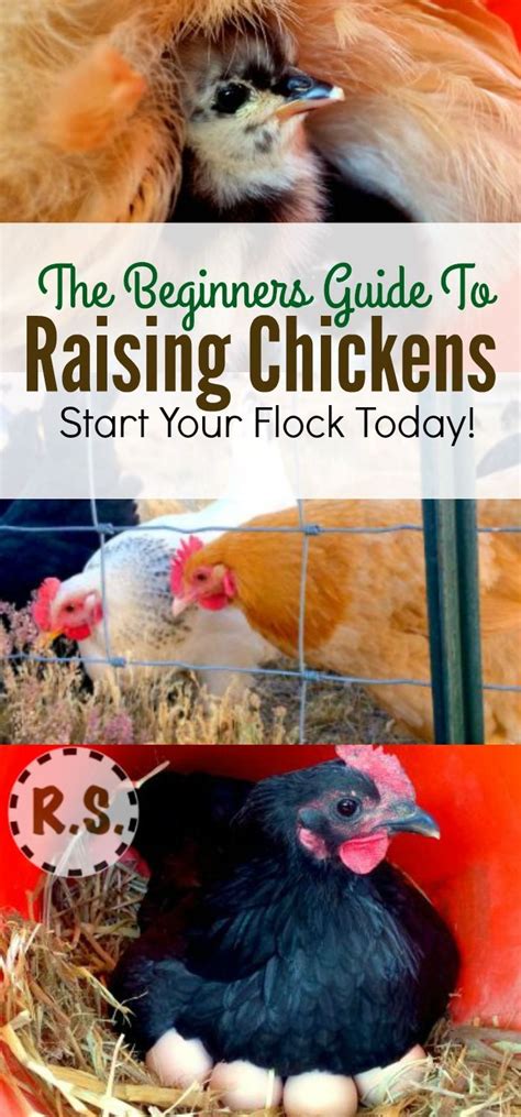 raising chickens the best beginners guide raising backyard chickens