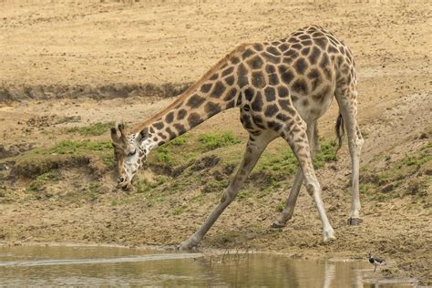 nubische giraffe safaripark beekse bergen hilvarenbeek flickr