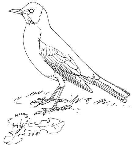 american robin coloring page  robins category select
