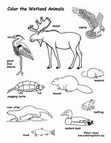Wetland Ecosystem Wetlands Pond Habitats Carnivores Herbivores Omnivores Habitat sketch template