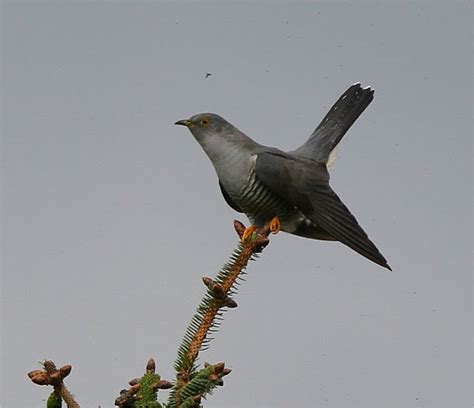 murfs wildlife cuckoo