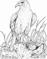 Eagle Coloring Pages Animals Drawing Wildlife Nest Printable Eagles Animal Drawings Bird Golden Adults Adult Kleurplaat Bald Colouring Print Perched sketch template