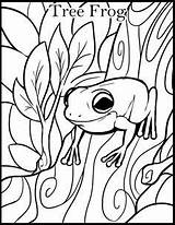 Bullfrog Coloring Getdrawings sketch template