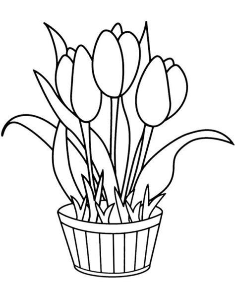 tulip national flower  netherlands   symbol