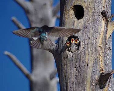 tree swallow nest  eggs avian report