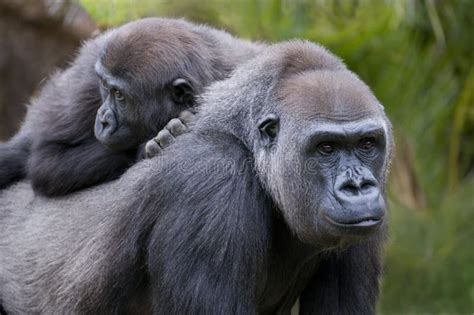 gorilla family stock photo image  mammal play primate