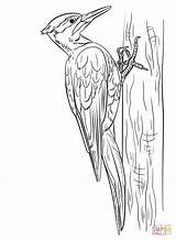 Woodpecker Carpintero Pileated Pajaros Pájaro Pajaro Carpinteros Woodpeckers Downy Páginas Faciles Pájaros sketch template