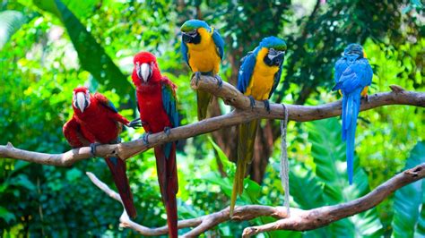 many colorful parrots on a tree branch wallpaper download 1920x1080