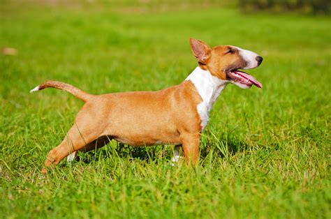 bull terrier dog breed facts  information wag dog walking
