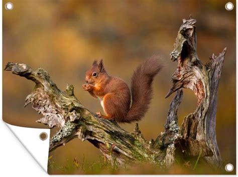 bolcom tuinposter dieren  het bos rode eekhoorn op een oude boomstam  het bos