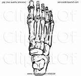 Foot Bones Vector Sketched Human Illustration Royalty Tradition Sm Clipart Collc0169 Clip sketch template