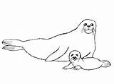 Seal Coloring Pages Kids Printable Monk Animals Preschool sketch template