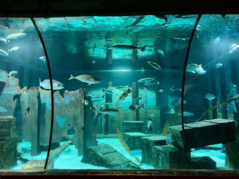 bristol aquarium prepares  reopening