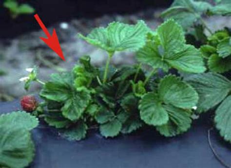 cyclamen mite feeding  strawberry plants credits  castellanos  scientific