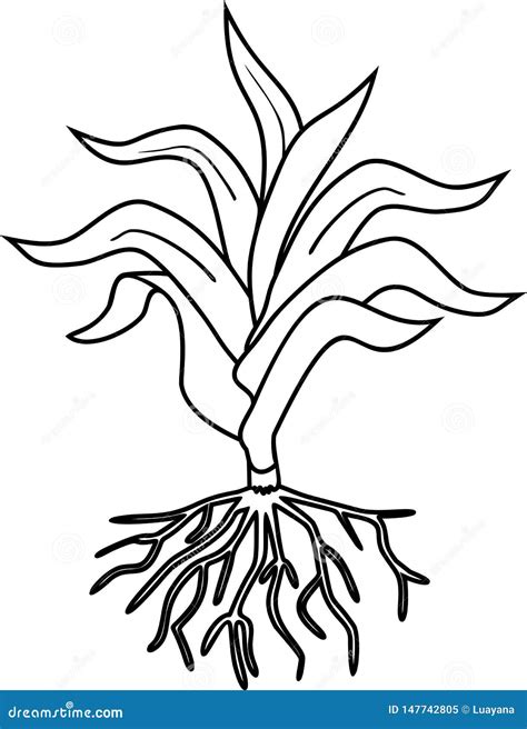 coloring page  young corn maize plant  leaves  root system