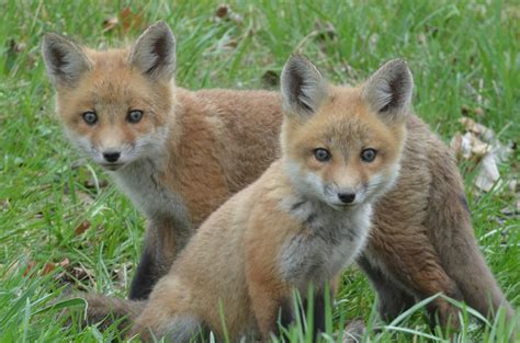 fox pups learning    news sports jobs times republican